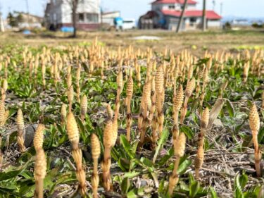 土筆が告げる北竜町の春