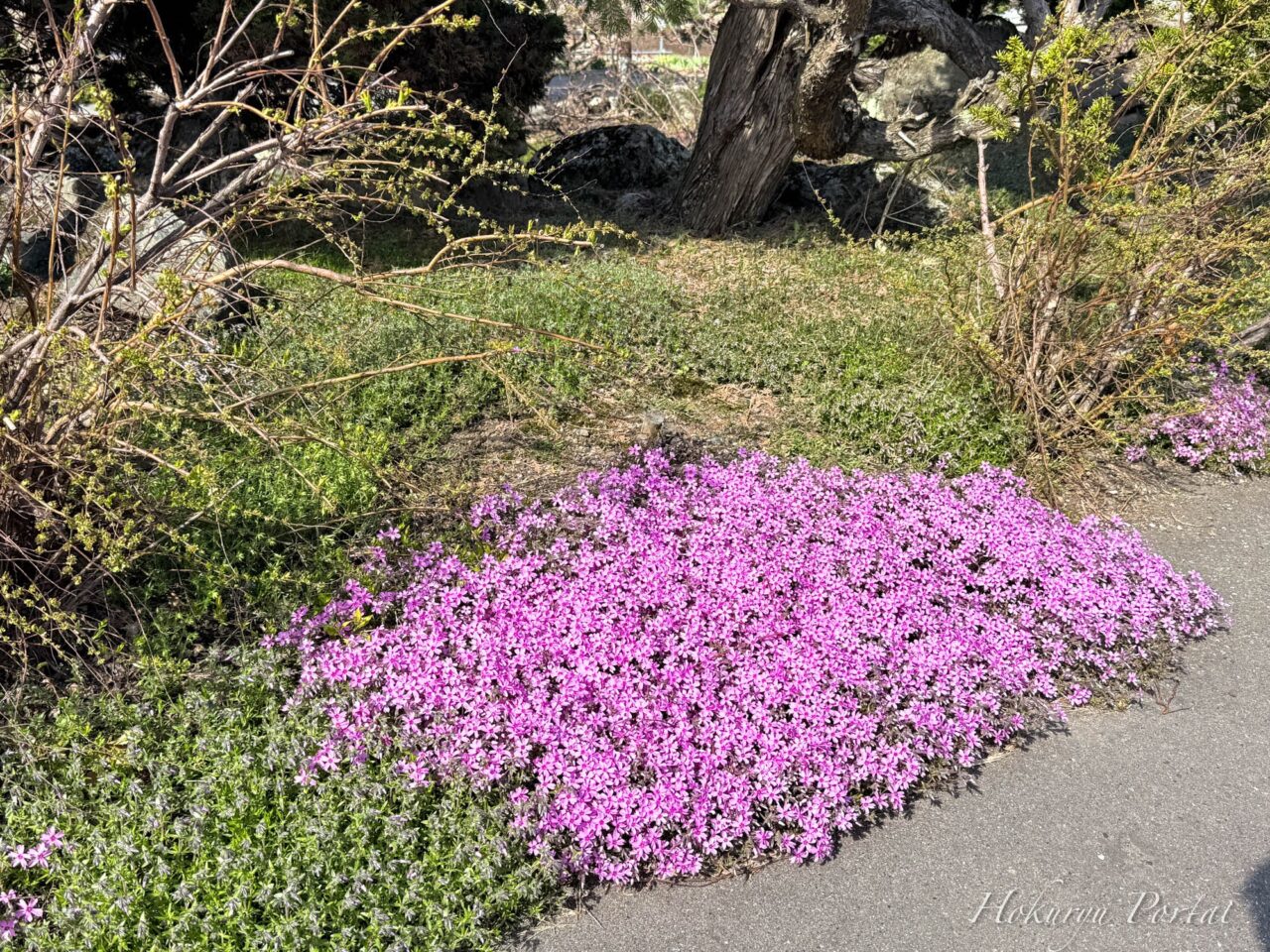 A chorus of cherry blossoms spreads across the spring landscape.