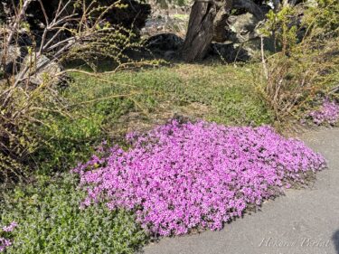 A chorus of cherry blossoms spreads across the spring landscape.