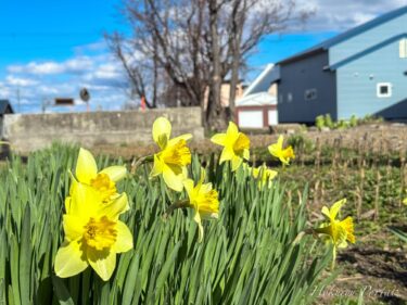 The lemon-yellow daffodil, a flower that brings happiness.