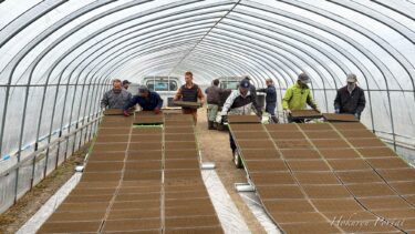 Sowing seeds and arranging seedling trays