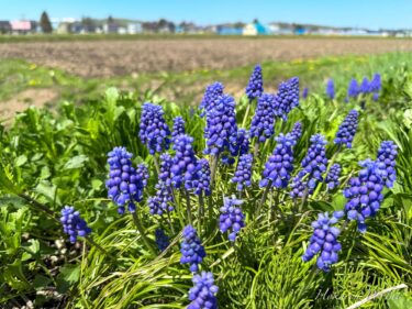 鈴の音色が響く、ムスカリの花の紺碧の祈り