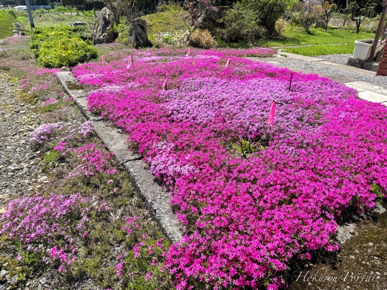 心癒される芝桜さん