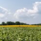 A beautiful sunflower village with a contrast of yellow and green