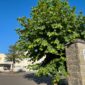 Philosophical Tree "Platanus"