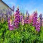 Lupine tuyệt đẹp