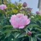 A neat flower "Peony".